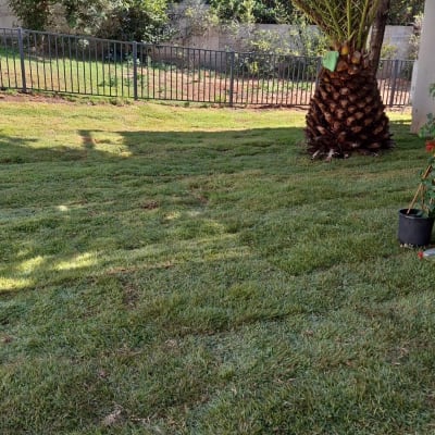 דשא ירוק ועץ דקל בגינה מגודרת