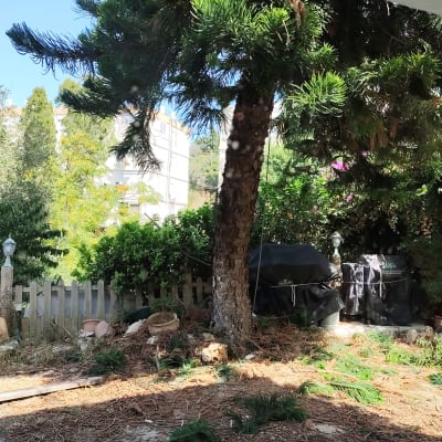 כלי גיזום ועץ עם ענפים גזומים בגינה