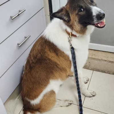 כלב יושב על רצפה עם רצועה