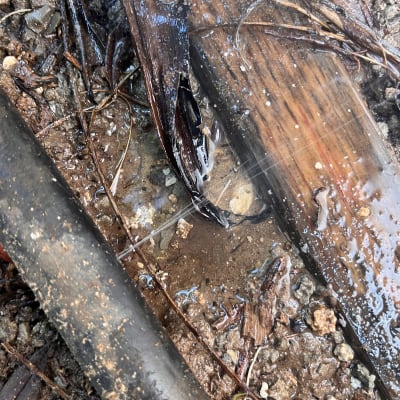 צינור שבור עם דליפת מים על אדמה רטובה