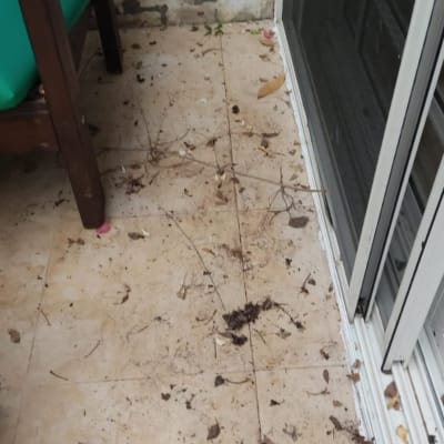 עלים יבשים וענפים על רצפת מרפסת