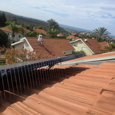 דוקרנים על גג רעפים למניעת יונים