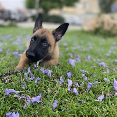 כלב שוכב על דשא עם פרחים סגולים