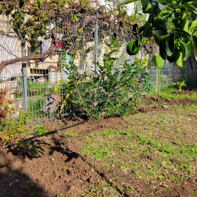עצים ושיחים בגינה עם צינור השקיה