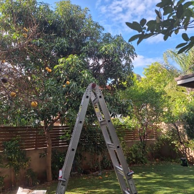 סולם בגינה עם עצים ושמיים כחולים