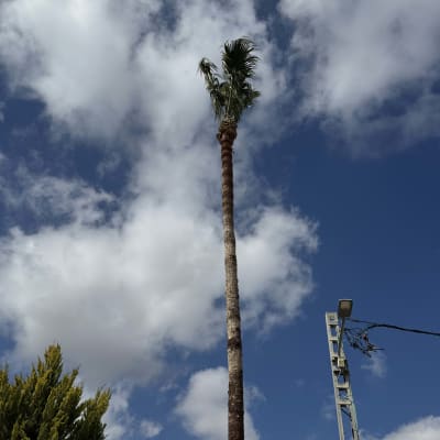 עץ דקל גבוה עם עננים בשמיים כחולים