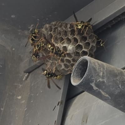 קן צרעות על קיר מתכת עם צינור