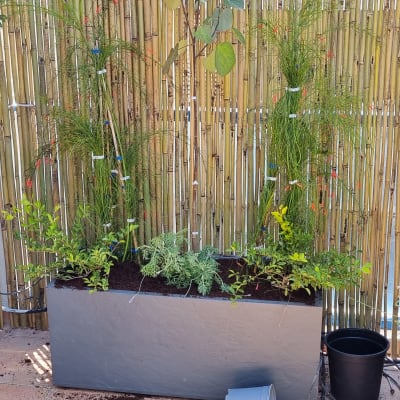 עציצים עם צמחים שונים על רקע גדר במבוק