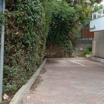 שיחים ירוקים וצמחים מטפסים לאורך שביל מרוצף