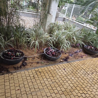 עציצים עם צמחים ופרחים בגינה