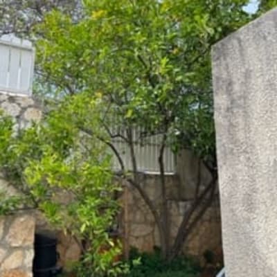 עץ עם ענפים ירוקים בחצר