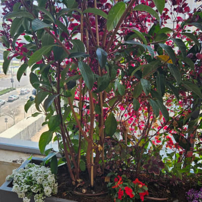 עציצים עם פרחים צבעוניים במרפסת