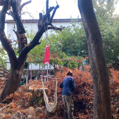 אדם גוזם עץ עם מסור חשמלי בגינה