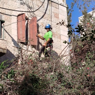 אדם גוזם ענפים על קיר בניין