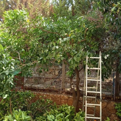 סולם ליד עץ בגינה עם עלים ירוקים