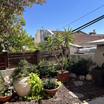 גינה עם עציצים וצמחים שונים