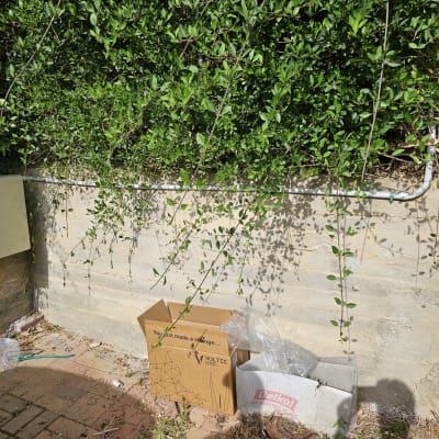 צינור חשמל לבן מחובר לקיר עם צמחייה