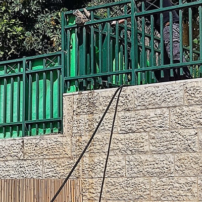 אדם מחזיק צינור על גדר ירוקה