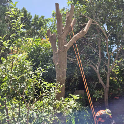 עץ גזום עם חבלים ואדם עם קסדה