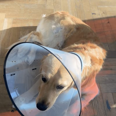 כלב עם קולר מגן לאחר טיפול וטרינרי