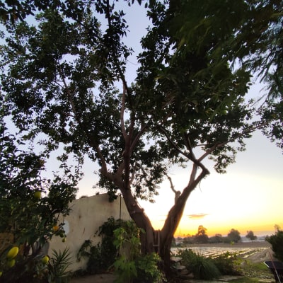 עץ גדול בגינה עם שקיעה ברקע