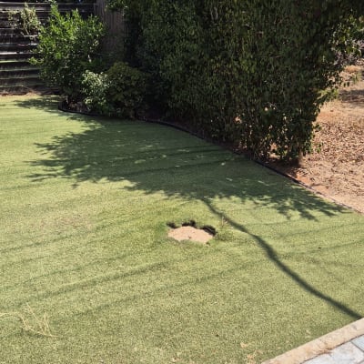 דשא ועצים עם חור באדמה, מתאים לגיזום