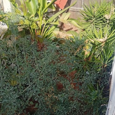 צמחים ירוקים בגינה עם עלים גדולים