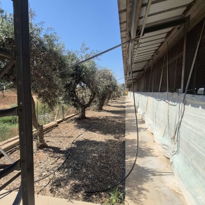 שורת עצים ליד מבנה עם גג מתכת