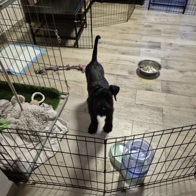 גור כלבים בכלוב עם צעצועים ומים