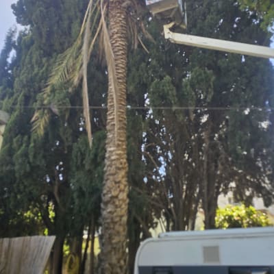 אדם בגובה גוזם עץ עם מנוף