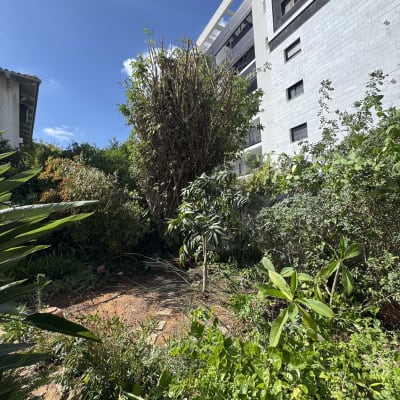 עץ גזום בגינה ליד בניין מגורים