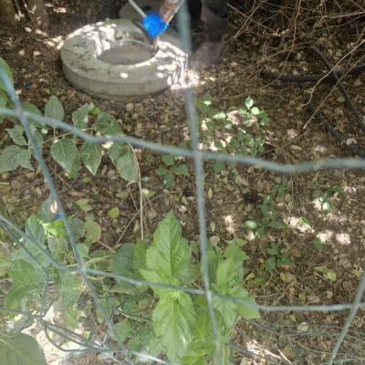אדם עם כפפות כחולות עובד ליד מכסה בטון בגינה