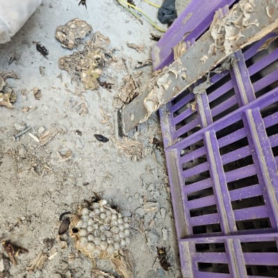 קן צרעות על רצפה ליד ארגז סגול