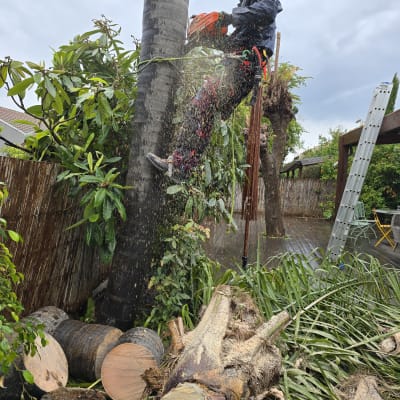 אדם עם מסור חשמלי גוזם עץ גבוה