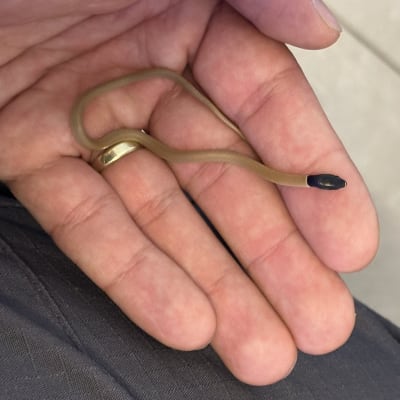 נחש קטן מוחזק ביד של אדם