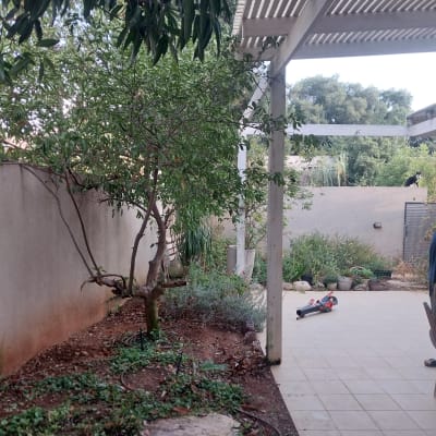 גינה עם עצים, שיחים וכלי גינון על הרצפה