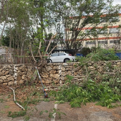 ענפי עץ גזומים מוטלים על הקרקע לצד מסור גבהים ועץ שעבר גיזום