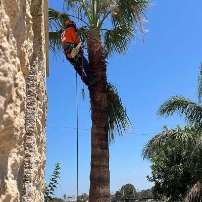 אדם גוזם עץ דקל עם מסור חשמלי