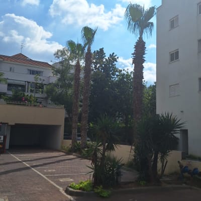 עצים גבוהים ליד בניין מגורים בשמש