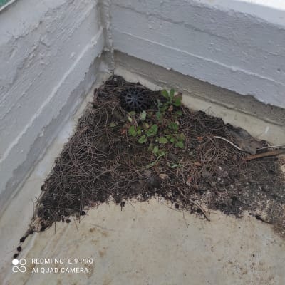 ניקוז גג עם עלים ולכלוך מסביב