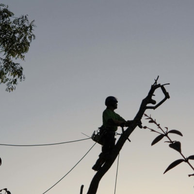 אדם מטפס על עץ עם ציוד גיזום