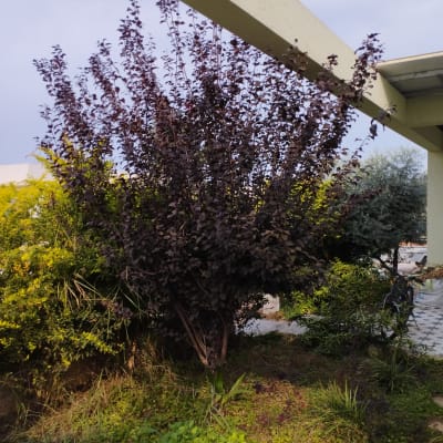 שיחים ועצים בגינה עם עלים סגולים וירוקים