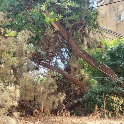 עץ עם ענפים שבורים ויבשים, זקוק לגיזום