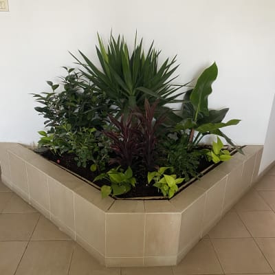 ערוגת צמחים בפינת חדר עם אריחים