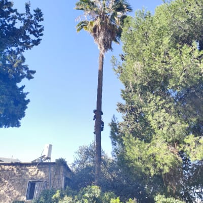 אדם מטפס על עץ דקל לגיזום