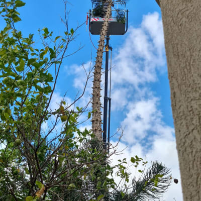 עץ גבוה עם סל הרמה לגיזום