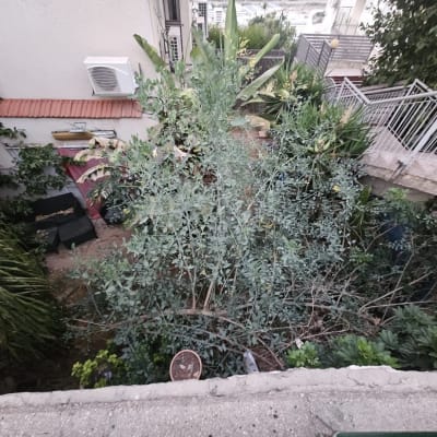 צמחים ועצים בגינה ליד מבנה עם מעקה מתכת