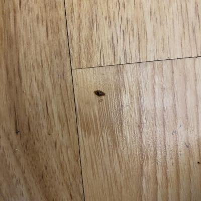 חרק מת על רצפת עץ, רלוונטי להדברה