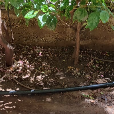 צינור השקיה שחור עם מחבר בגינה