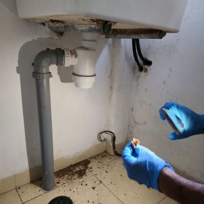 מדביר עם כפפות כחולות בודק מתחת לכיור